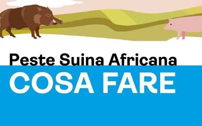 Immagine: Peste Suina Africana